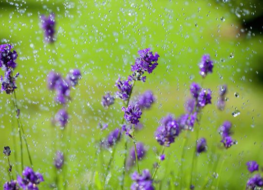 water-drops-falling-on-lavender-flowers-sean-russell